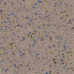 Транспортный линолеум  Grabo Omnis 2.0